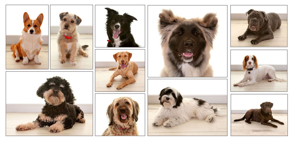 Pet Portrait Photography, Village Photography, Hebburn