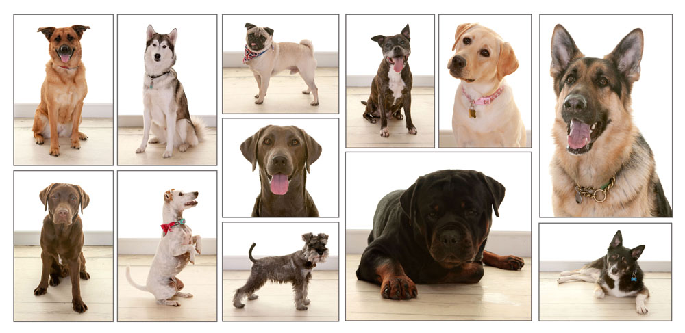 Pet Portrait Photography, Village Photography, Hebburn