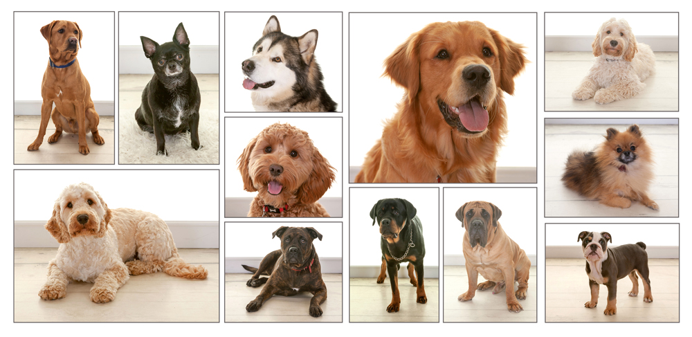 Pet Portrait Photography, Village Photography, Hebburn