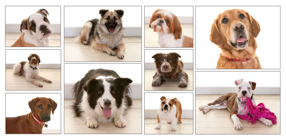 Pet Portrait Photography, Village Photography, Hebburn