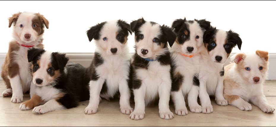 Pet Portrait Photography, Village Photography, Hebburn