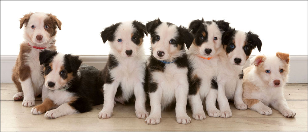 Pet Portrait Photography, Village Photography, Hebburn