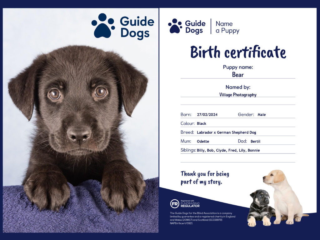 Guide Dog Puppy Bear - a Labrador X German Shepherd. North East Dog Portrait Competition, Village Photography, Hebburn. 